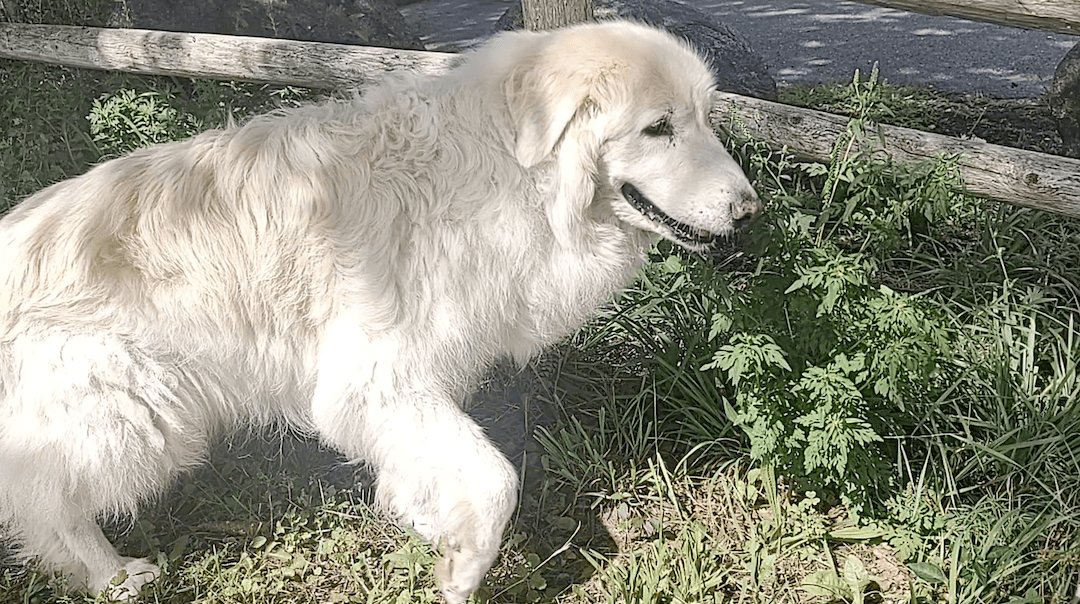 Walking the dog for self care